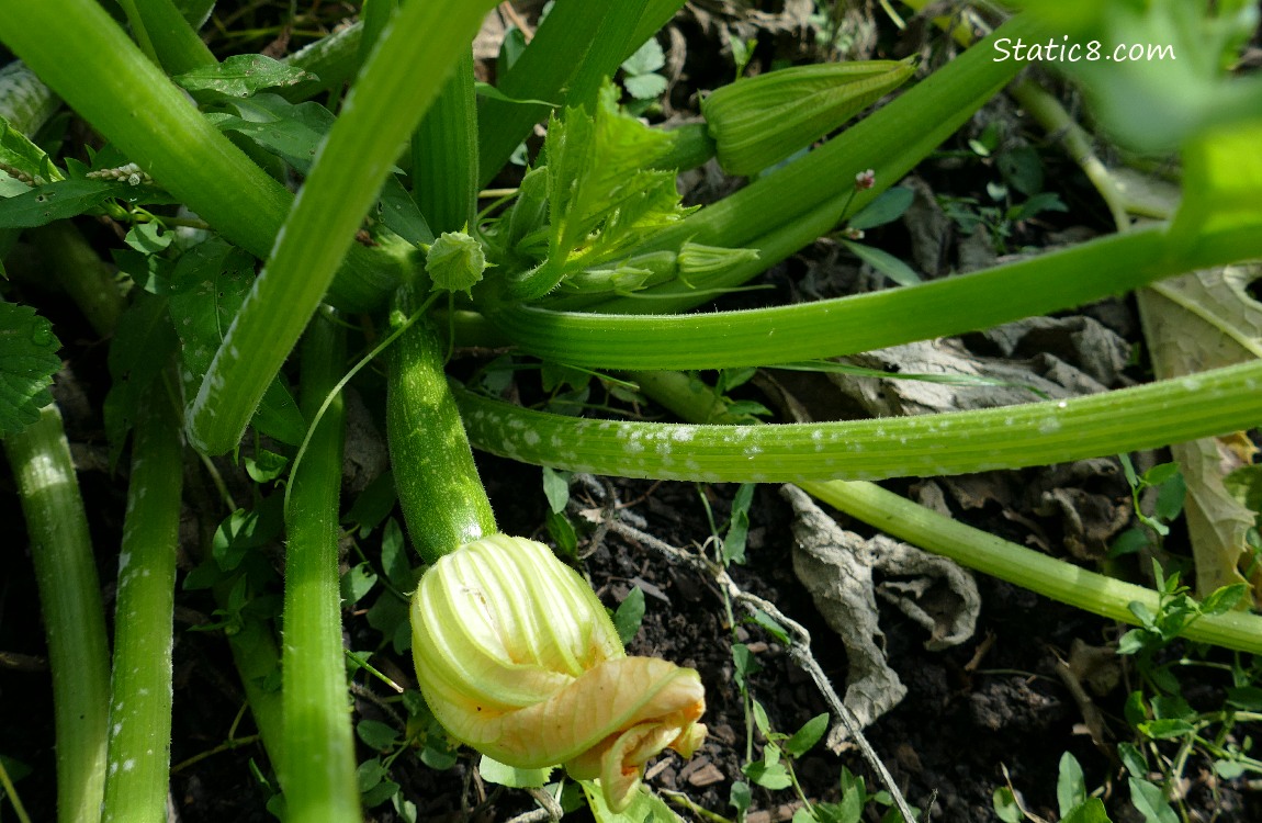 Looking down at Zuchinni squashes forming on the plant