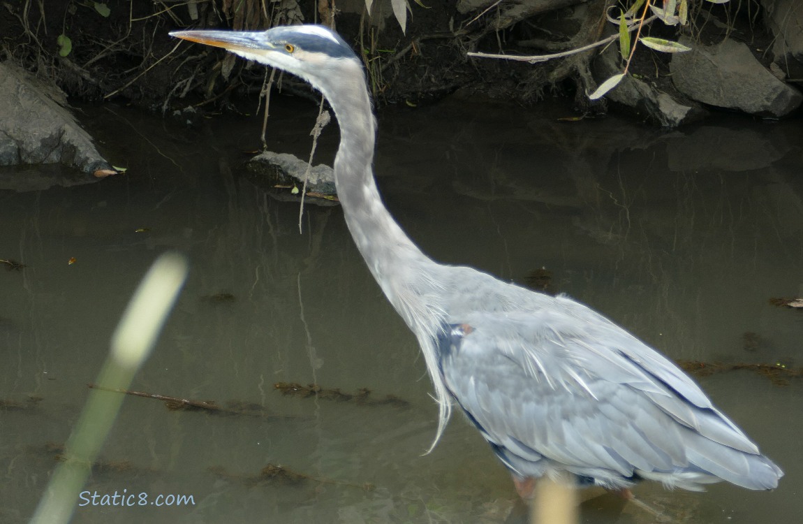 Great Blue Heron standing in shallow water