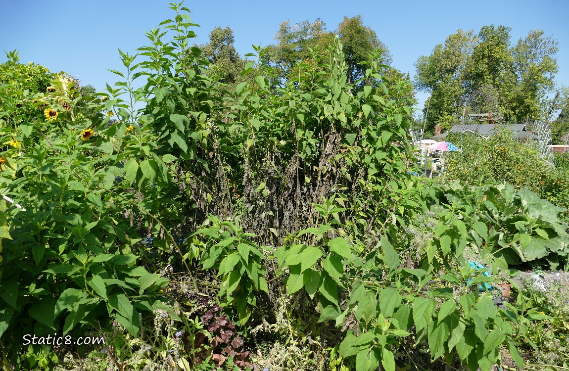 Green plants under a blue sky
