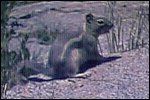 Ground Squirrel at Mills Lake