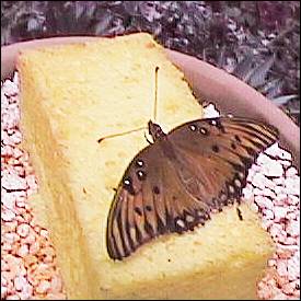 Gulf Fritillary, Agraulis vanillae