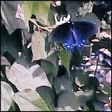 Pipevine Swallowtail, Dattus philenor