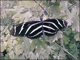 Zebra Longwing, Heliconius charitonius